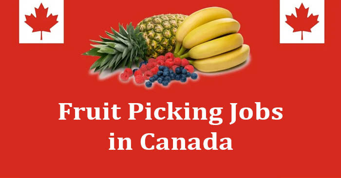 Fruit Picking Jobs in Canada 2024 | Canada Work Visa